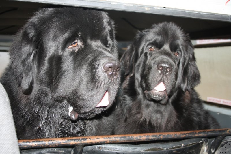 Фото: ньюфаундленд Beguschaya po Volnam Zero Kool (Бегущая по Волнам Зеро Коол), ньюфаундленд Neretum Tribe Xagrid