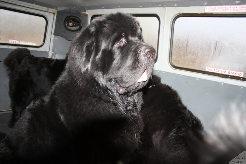 Фото: ньюфаундленд Beguschaya po Volnam Zero Kool (Бегущая по Волнам Зеро Коол)