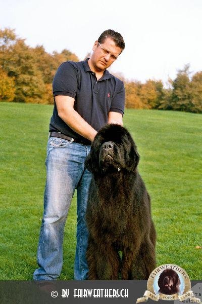 Фото: ньюфаундленд Darbydales Smart Alec