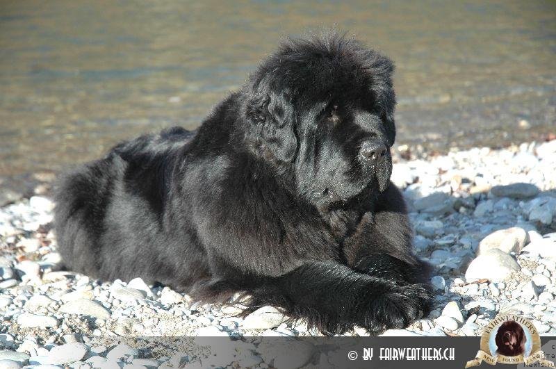 Фото: ньюфаундленд Fairweathers Hillary