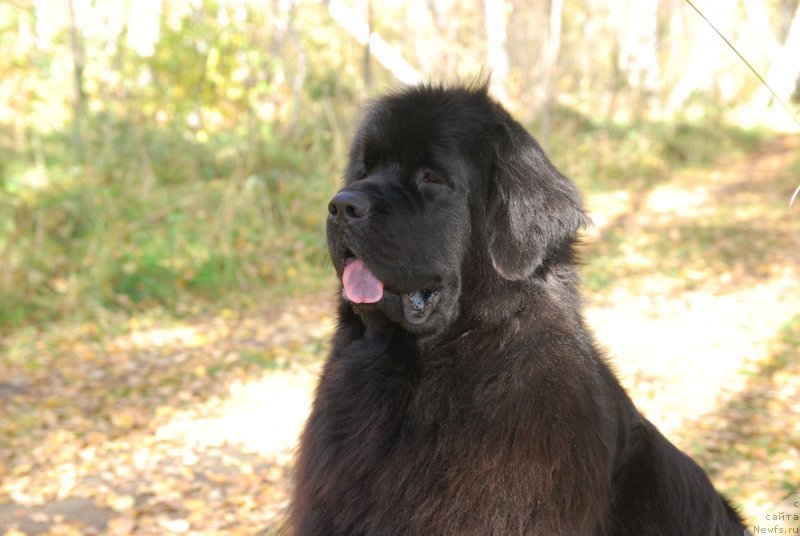 Фото: ньюфаундленд Formula Lyubvi ot Sibirskogo Medvedya (Формула Любви от Сибирского Медведя)