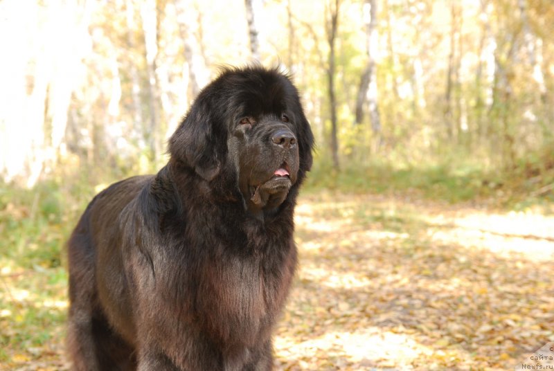 Фото: ньюфаундленд Formula Lyubvi ot Sibirskogo Medvedya (Формула Любви от Сибирского Медведя)