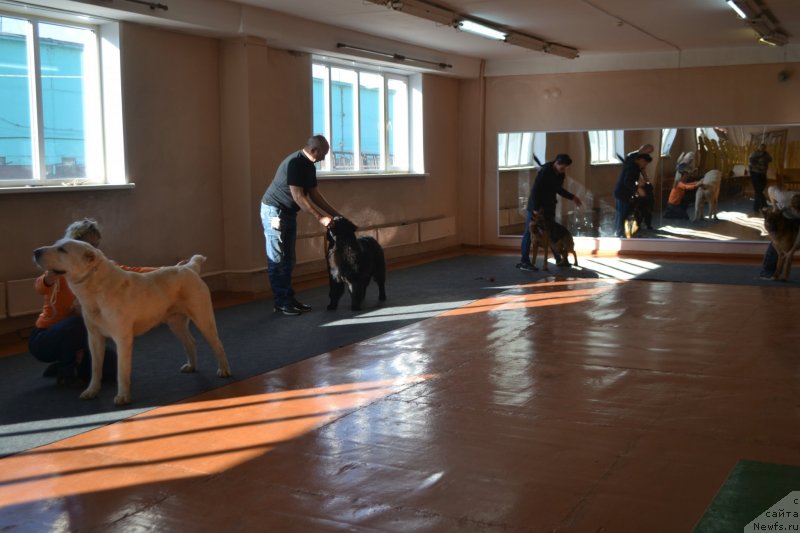 Фото: ньюфаундленд Aquatoriya Kelvin Sharliz (Акватория Келвин Шарлиз)