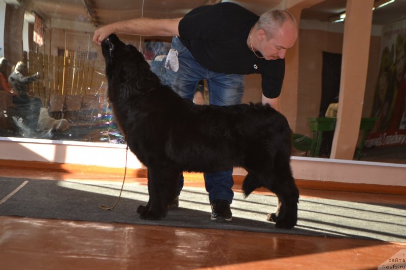 Фото: ньюфаундленд Aquatoriya Kelvin Sharliz (Акватория Келвин Шарлиз)