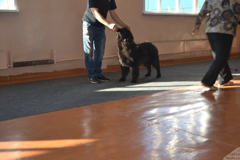 Фото: ньюфаундленд Aquatoriya Kelvin Sharliz (Акватория Келвин Шарлиз)