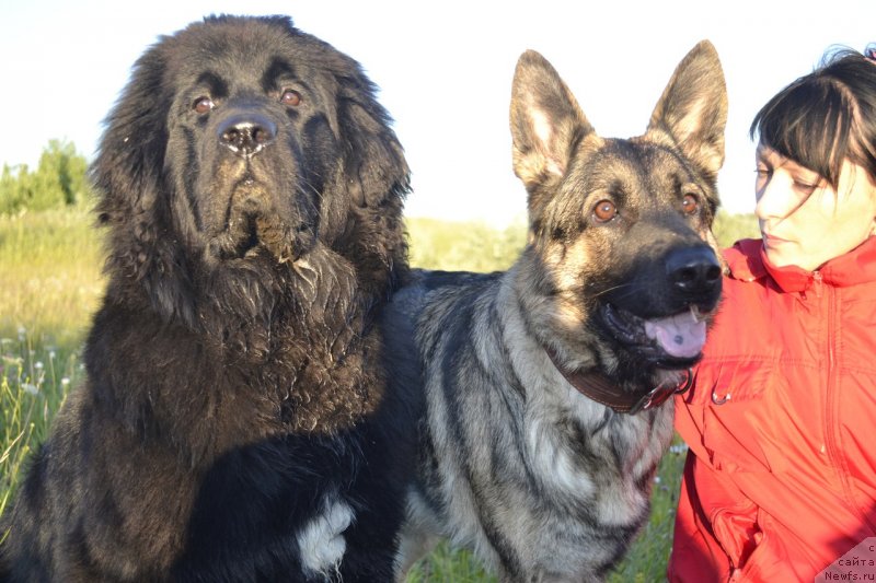 Фото: ньюфаундленд YU Belong Tu Mi (Ю Белонг Ту Ми)