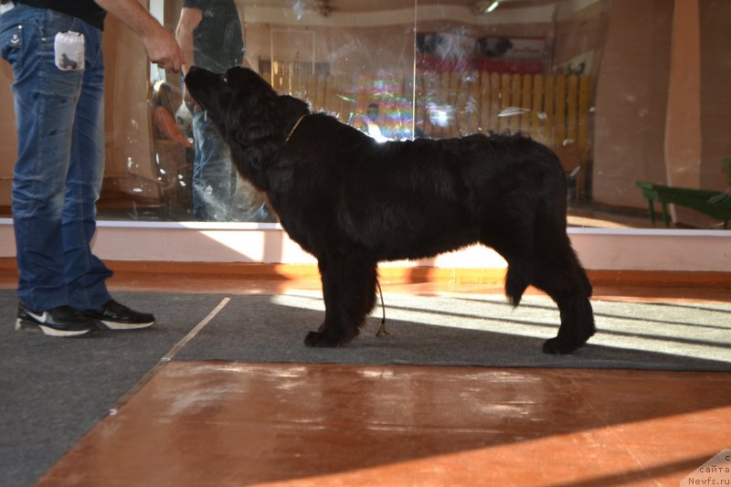 Фото: ньюфаундленд Aquatoriya Kelvin Sharliz (Акватория Келвин Шарлиз)