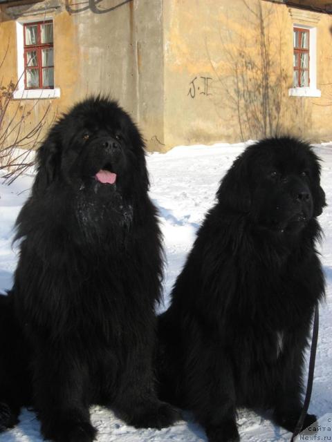 Фото: ньюфаундленд Mag Ispolin Borislava dlya Ol'gi (Маг Исполин Борислава для Ольги)