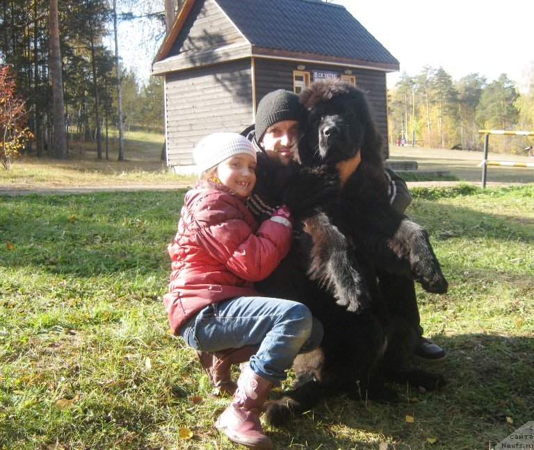 Фото: ньюфаундленд Vin Dizel' dlya N'yufort (Вин Дизель для Ньюфорт)