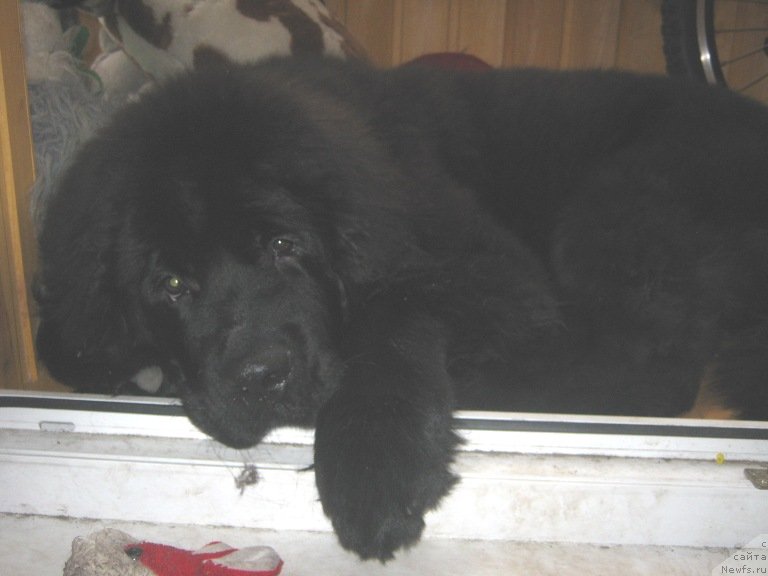 Фото: ньюфаундленд Vin Dizel' dlya N'yufort (Вин Дизель для Ньюфорт)