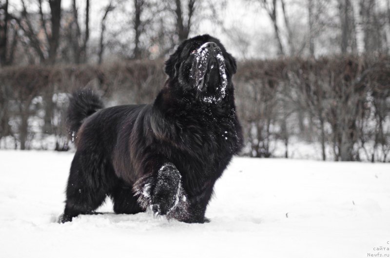 Фото: ньюфаундленд Pchiolkin Dom Veniamin (Пчёлкин Дом Вениамин)
