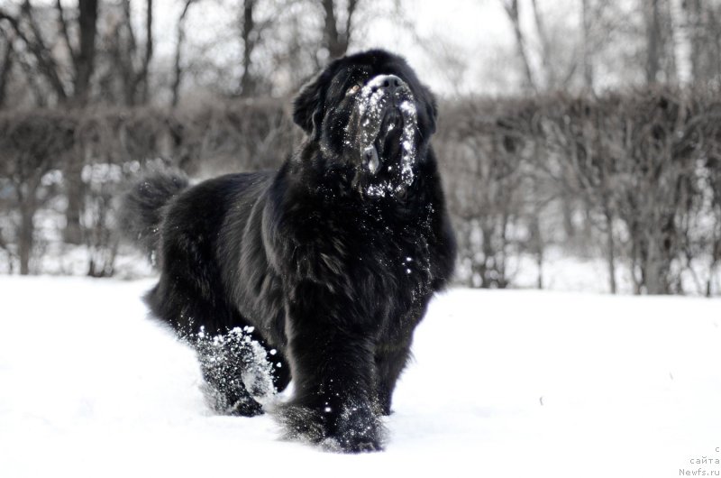 Фото: ньюфаундленд Pchiolkin Dom Veniamin (Пчёлкин Дом Вениамин)
