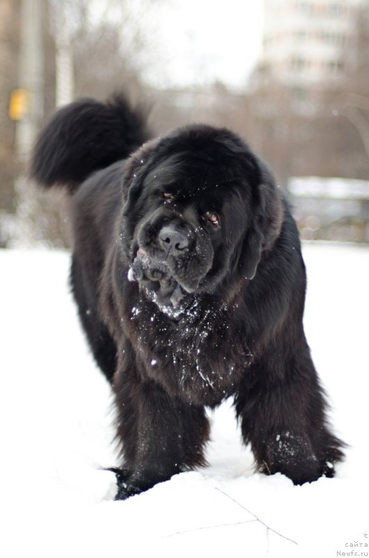 Фото: ньюфаундленд Pchiolkin Dom Veniamin (Пчёлкин Дом Вениамин)