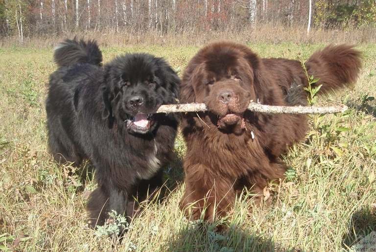 Фото: ньюфаундленд Super Premium Brabus (Супер Премиум Брабус), ньюфаундленд Promise To Love Midnight Bear (Promise To Love Midnight Bear)