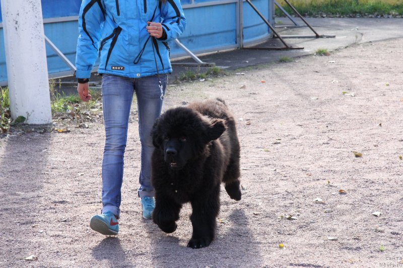 Фото: ньюфаундленд Chernaya Mafia Much Sought (Черная Мафия Муч Соугхт)