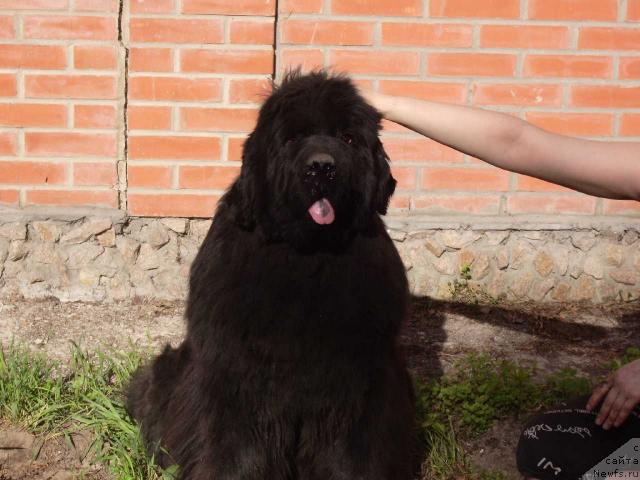 Фото: ньюфаундленд Super Premium Ave Mariya (Супер Премиум Аве Мария)