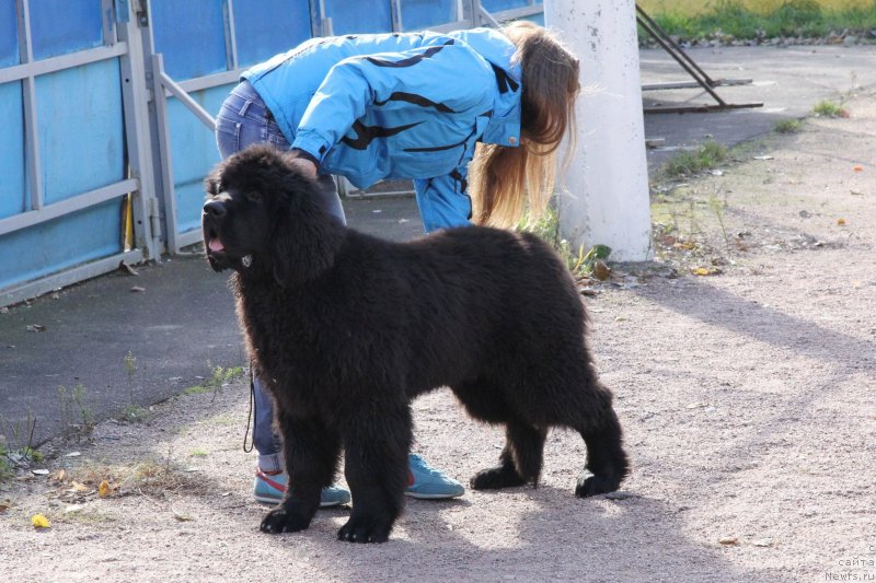Фото: ньюфаундленд Chernaya Mafia Much Sought (Черная Мафия Муч Соугхт)