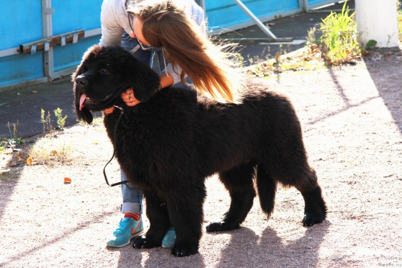 Фото: ньюфаундленд Chernaya Mafia Much Sought (Черная Мафия Муч Соугхт)
