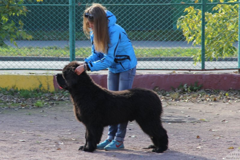Фото: ньюфаундленд Chernaya Mafia Much Sought (Черная Мафия Муч Соугхт)