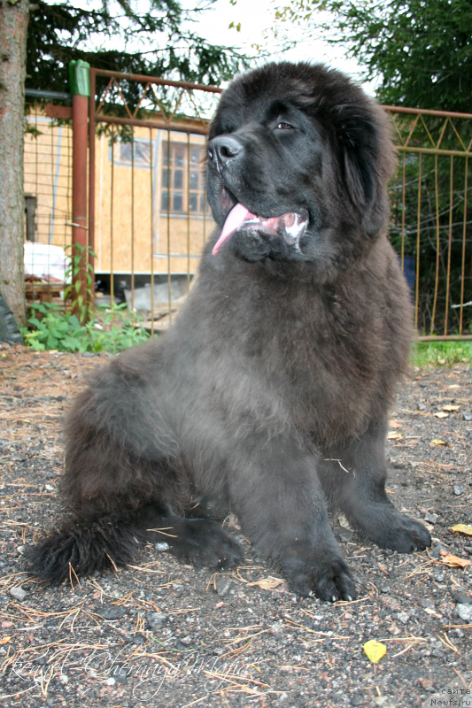 Фото: ньюфаундленд Chernaya Mafia Must Have (Черная Мафия Муст Хаве)