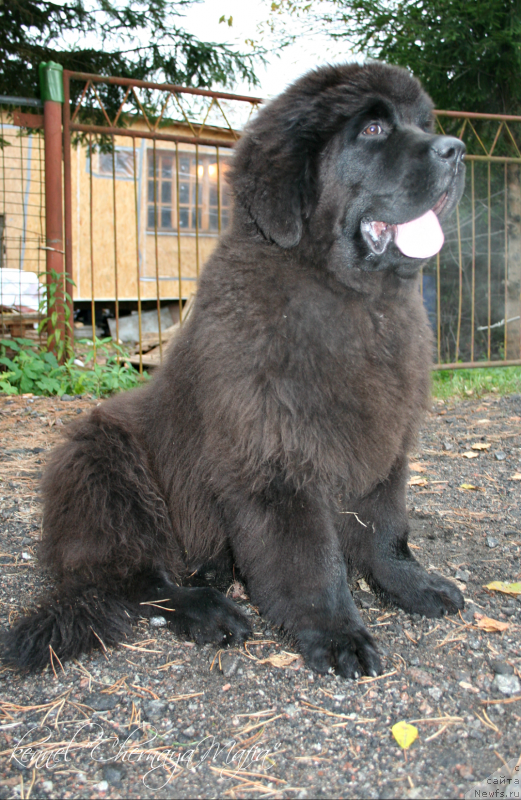 Фото: ньюфаундленд Chernaya Mafia Must Have (Черная Мафия Муст Хаве)