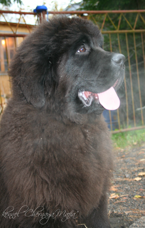 Фотография № 135937