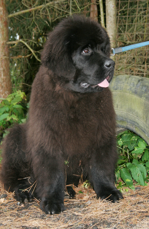 Фото: ньюфаундленд Chernaya Mafia Must Have (Черная Мафия Муст Хаве)