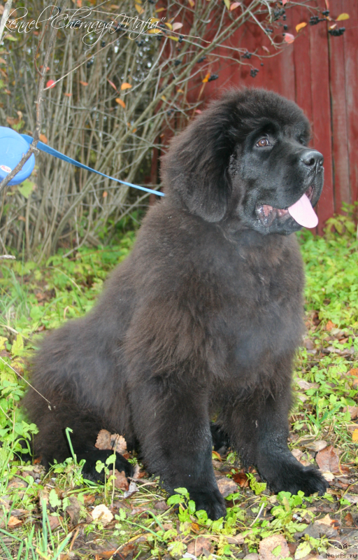 Фото: ньюфаундленд Chernaya Mafia Must Have (Черная Мафия Муст Хаве)