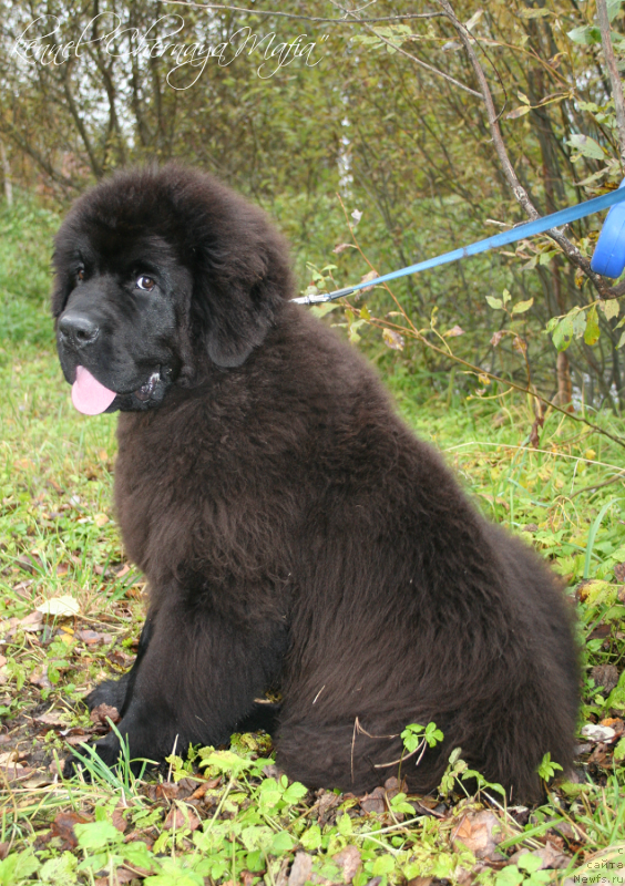 Фотография № 135940