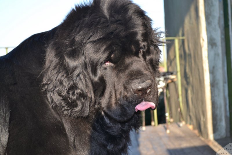 Фотография № 135948