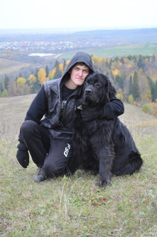 Фото: ньюфаундленд Simba De Lores (Симба Де Лорес)