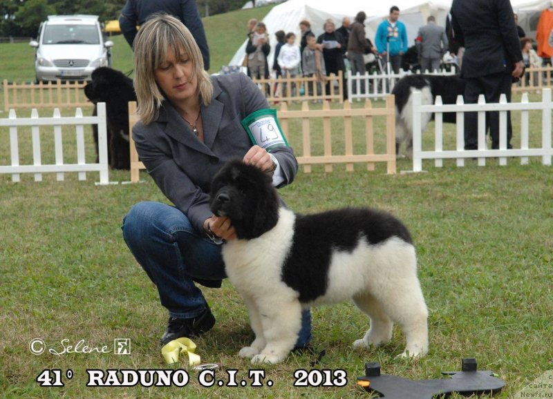 Фото: ньюфаундленд Plushevaya Panda Schelkovaja Belaja Notsch (Плюшевая Панда Шелковая Белая Ночь)