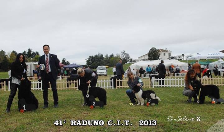 Фото: ньюфаундленд Plushevaya Panda Schelkovaja Belaja Notsch (Плюшевая Панда Шелковая Белая Ночь)