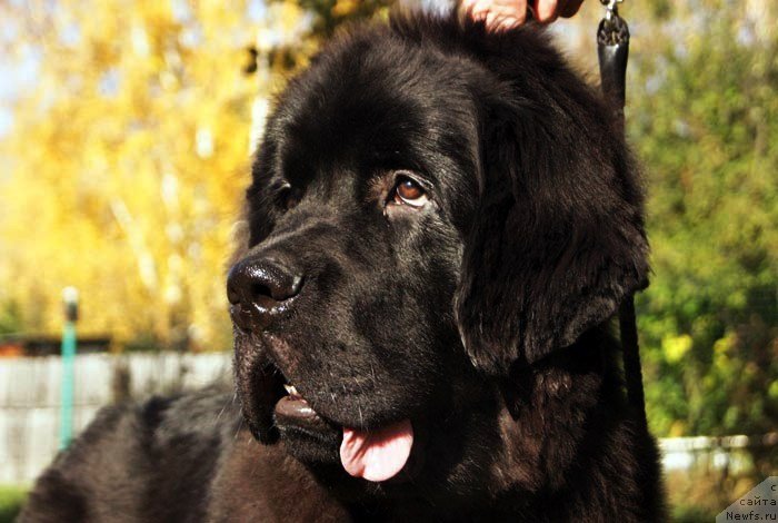 Фото: щенок от, ньюфаундленд Super Premium Zhodo Ferolli (Супер Премиум Жодо Феролли), ньюфаундленд Obush Shed Yakutia (Обуш Шед Якутия)