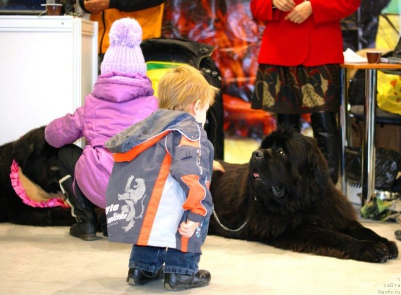 Фото: ньюфаундленд Njufort Fidel (Ньюфорт Фидель)
