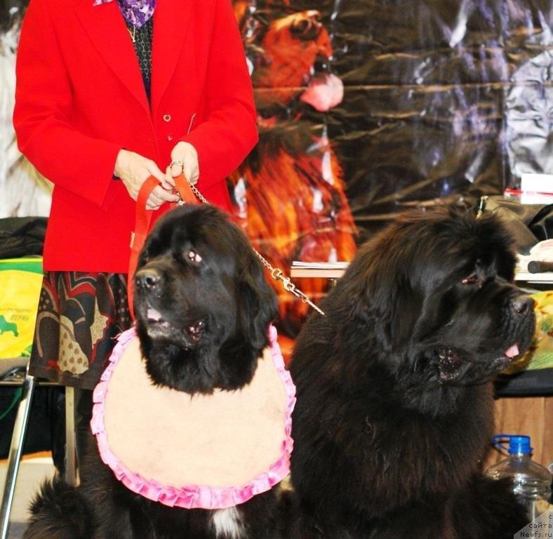 Фото: ньюфаундленд Black Diamond Agidel ot Potapa Patricia (Блэк Диамонд Агидель от Потапа Патриция), ньюфаундленд Njufort Fidel (Ньюфорт Фидель)