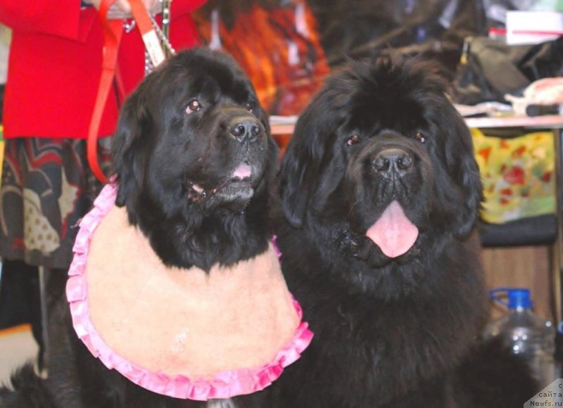 Фото: ньюфаундленд Njufort Fidel (Ньюфорт Фидель), ньюфаундленд Black Diamond Agidel ot Potapa Patricia (Блэк Диамонд Агидель от Потапа Патриция)