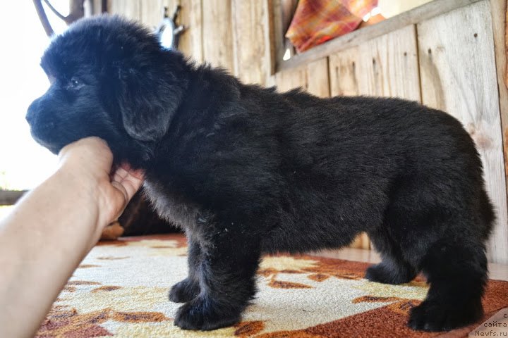 Фото: ньюфаундленд Talisman Morya Markiza Angelov (Талисман Моря Маркиза Ангелов)