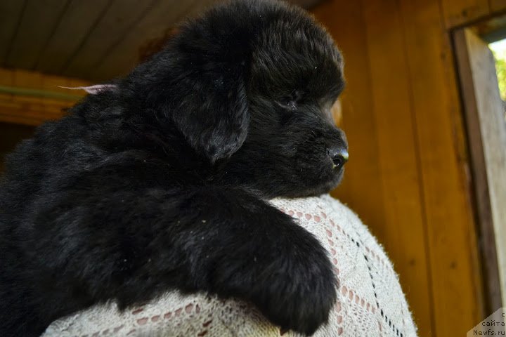 Фото: ньюфаундленд Talisman Morya Markiza Angelov (Талисман Моря Маркиза Ангелов)