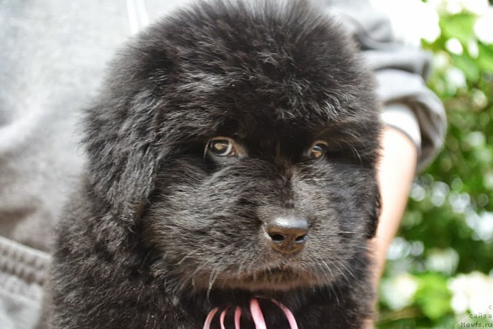 Фото: ньюфаундленд Talisman Morya Markiza Angelov (Талисман Моря Маркиза Ангелов)