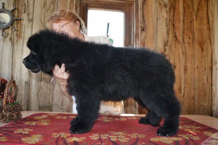 Фото: ньюфаундленд Talisman Morya Markiza Angelov (Талисман Моря Маркиза Ангелов)