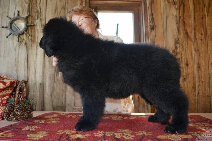 Фото: ньюфаундленд Talisman Morya Markiza Angelov (Талисман Моря Маркиза Ангелов)