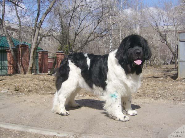 Фото: ньюфаундленд Fiamettahauz Vinland Princess (Фиаметтахауз Винланд Принцесс)