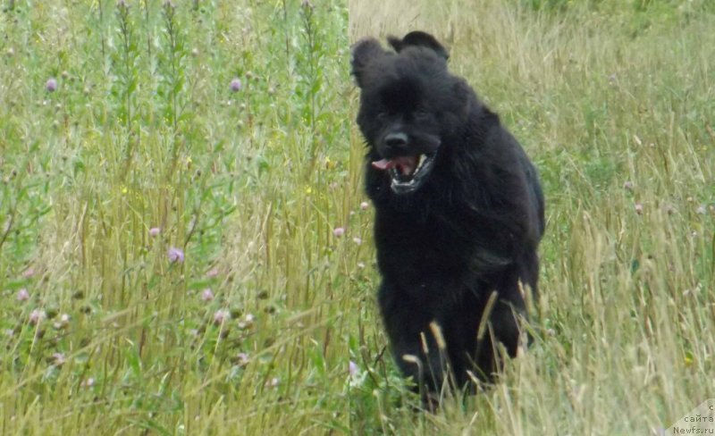 Фото: ньюфаундленд Sent Djons Gvendolin Glorius Garden (Сент Джонс Гвендолин Глориус Гарден)
