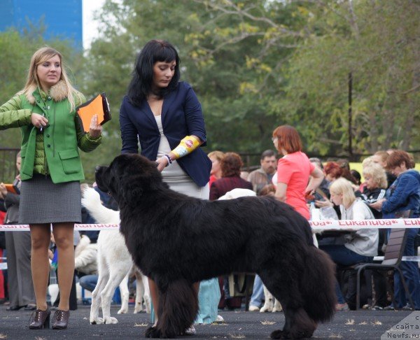 Фото: Супер Премиум Микадо