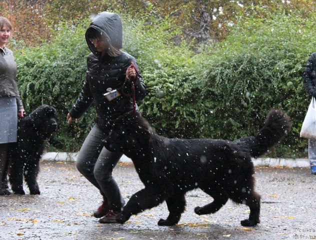 Фото: ньюфаундленд Intriga Nochi ot Marleon Dusvik (Интрига Ночи от Марлеон Дусвик)