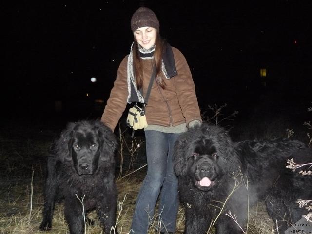 Фото: ньюфаундленд Smigar YErik Vays CHif (Смигар Эрик Вайс Чиф), ньюфаундленд Smigar YEndi Djolli Dol'fin (Смигар Энди Джолли Дольфин)