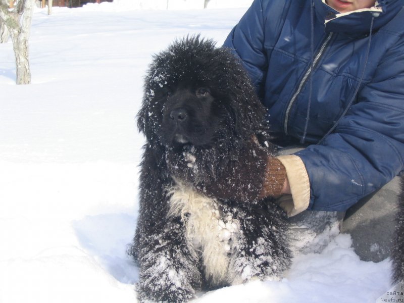 Фото: ньюфаундленд Midnight Lady's Undisputed Sweetheart