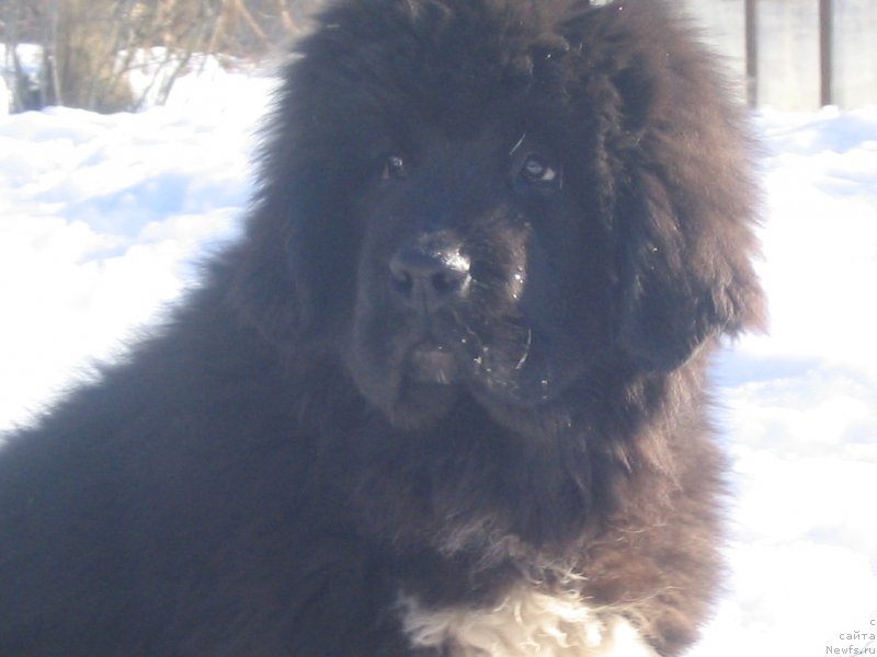 Фотография № 136025