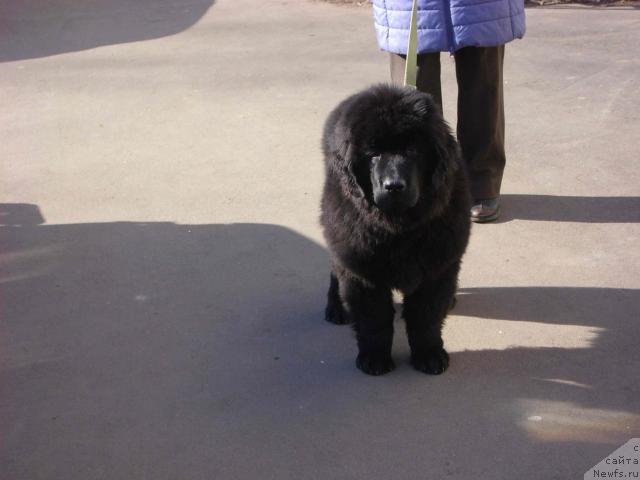 Фото: ньюфаундленд Artur L'vinoe Serdce Syin Voyadjera (Артур Львиное Сердце Сын Вояджера)